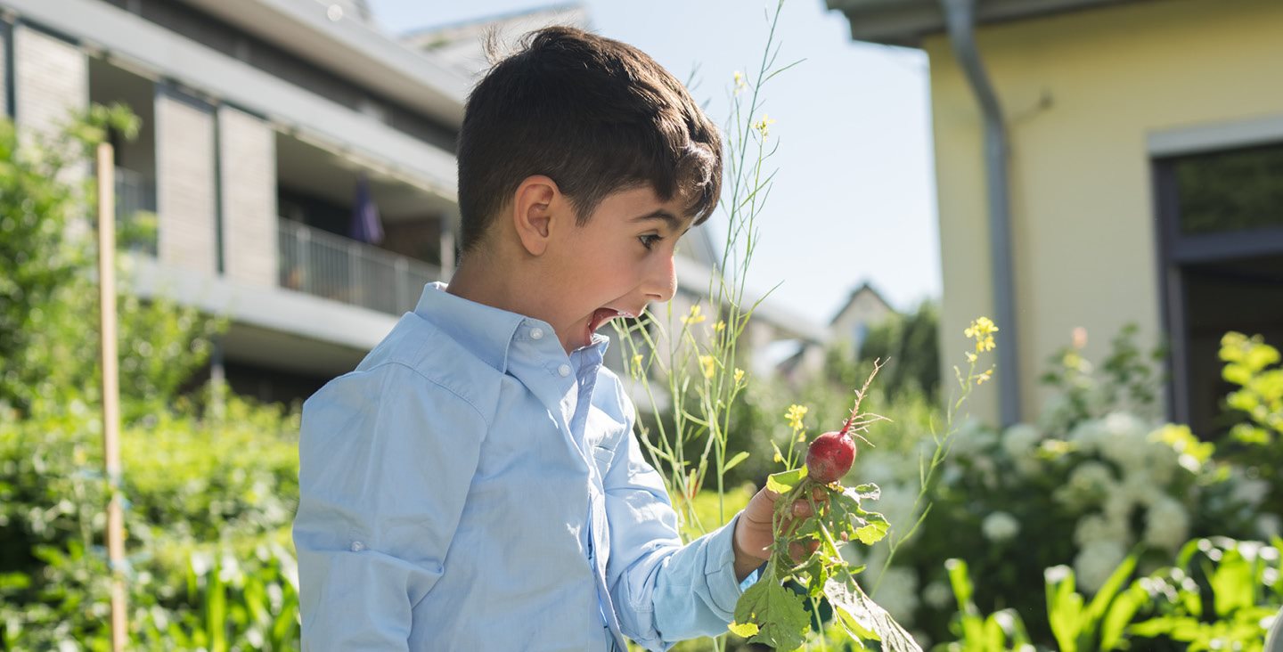 Gemüse vom eigenen Kindergarten-Acker