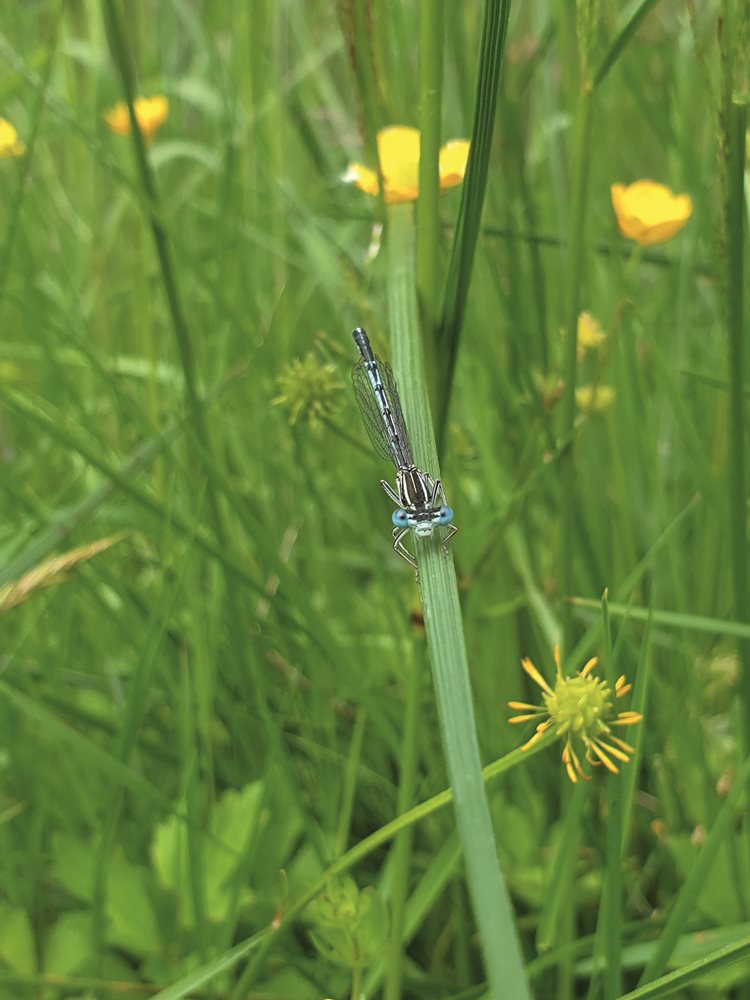 Biodiversität für einen gesunden Planeten