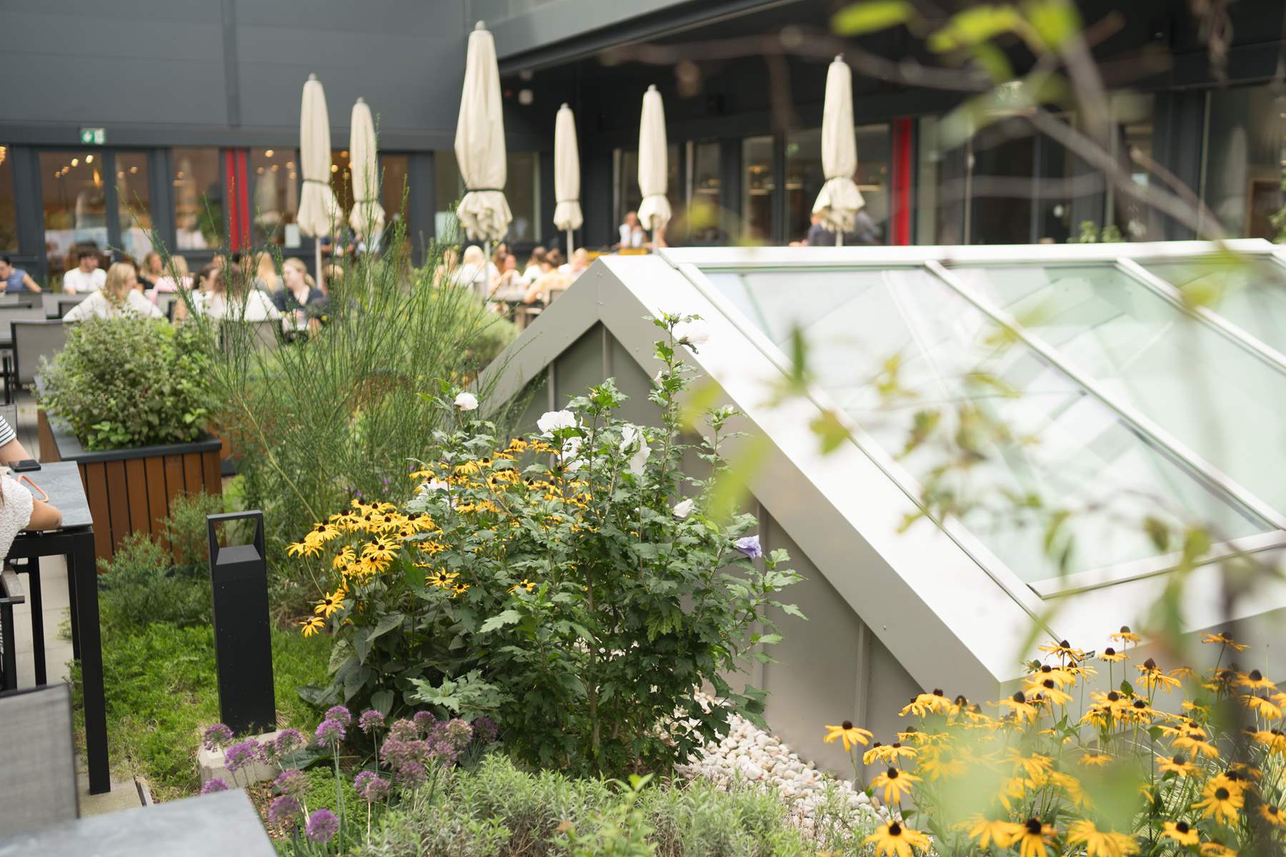 Nahaufnahme von grünen Pflanzen vor einem Glashaus. Im Hintergrund sieht man eingeklappte Sonnenschirme.
