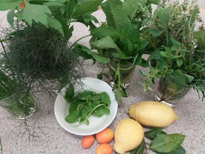 Kräuter entdecken im Stift Klosterneuburg